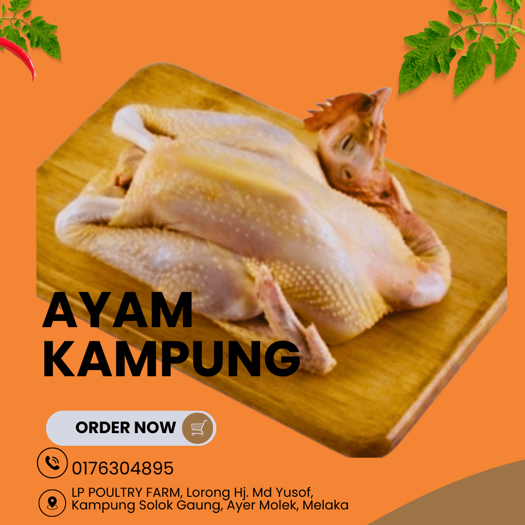 Ayam Kampung